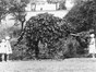 Ornamental planting, a hedge in the shape of an elephant