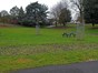 Current view of open grassed space, young trees and benches in foreground. The site of the old pond. 
