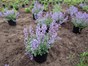Image of a Catmint plant being placed ready for planting