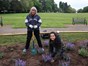 two ladies planting catmint in a garden