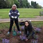 2 women planting purple flowering shrubs
