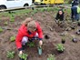 Thhree volunteers planting bedding plants in a pollinator garden