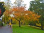 a tree in autumn with yellow and orange leaves situated in a local park