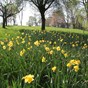 Daffodils in bloom at Brinton Park