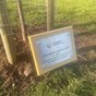 A plaque in memoriam of the late Queen Elizabeth II placed in the ground in front of newly planted young tree in park