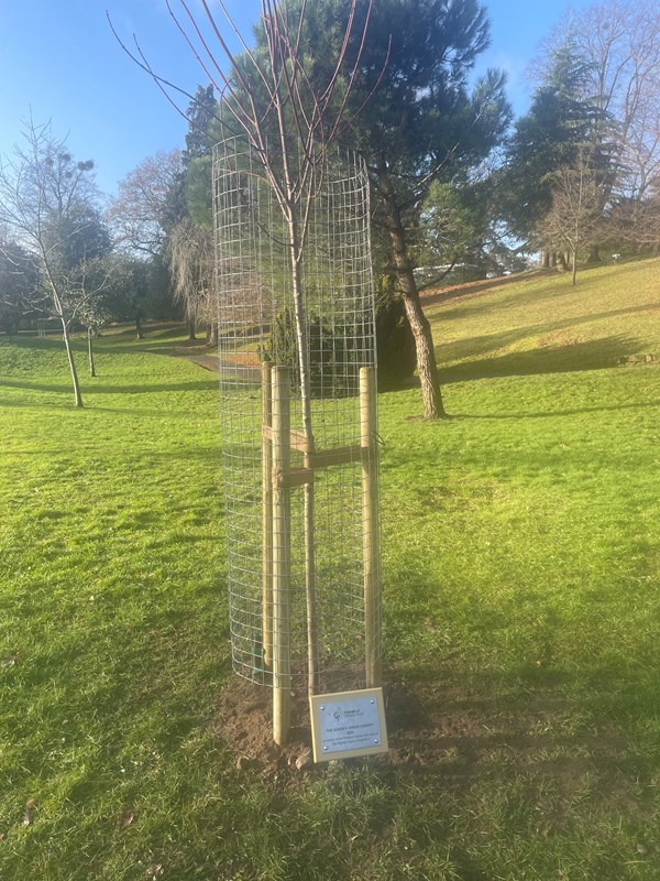 A young tree in open space with a cage around for protection and a plaque in memoriam of the late Queen Elizabeth II