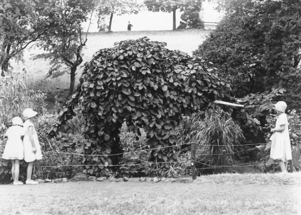 black and white old photo of ornamental planting